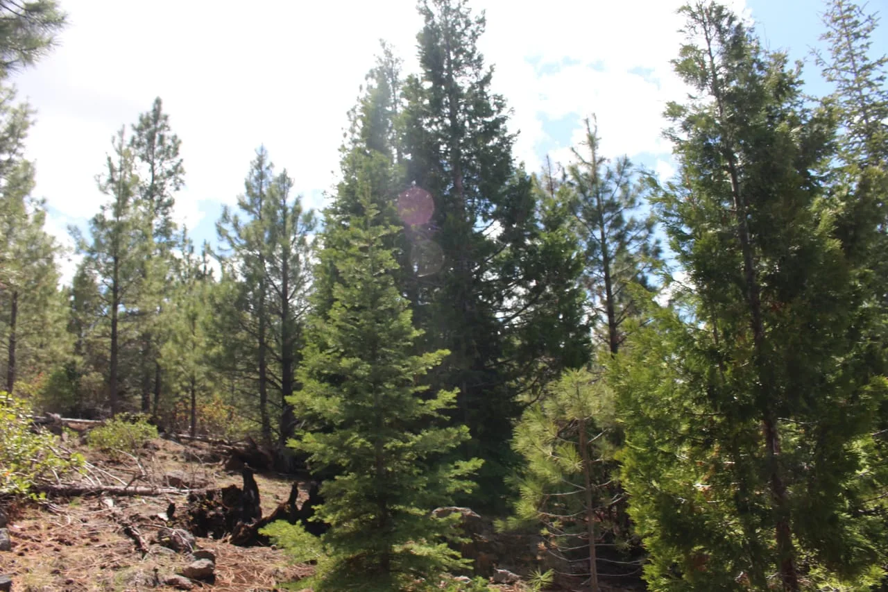 Tower Springs- 158 Acres
