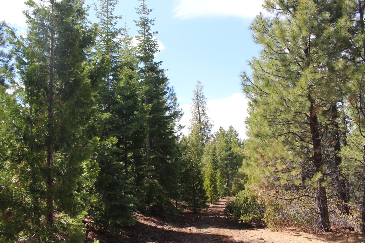 Tower Springs- 158 Acres