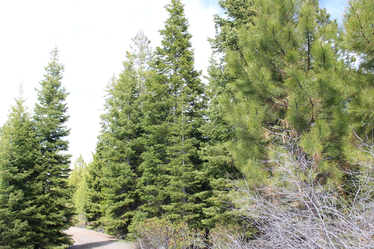 Tower Springs- 158 Acres